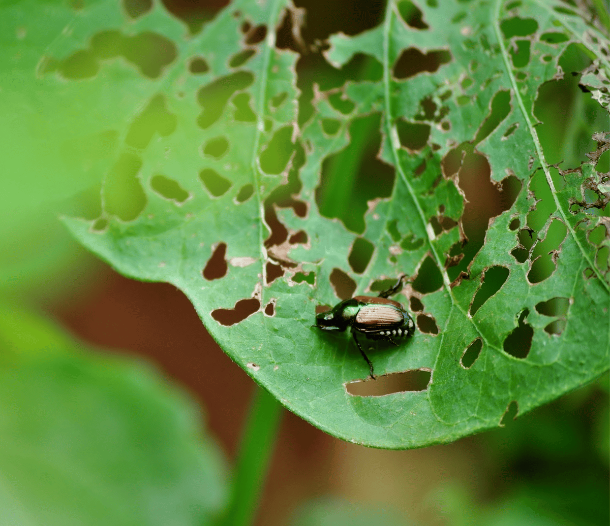 what-do-beetles-eat-az-animals